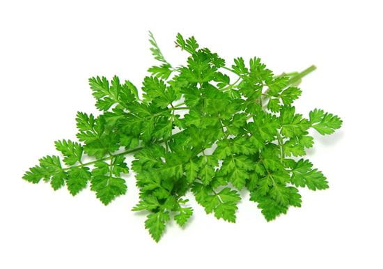 Kerbel