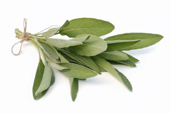 Salbei