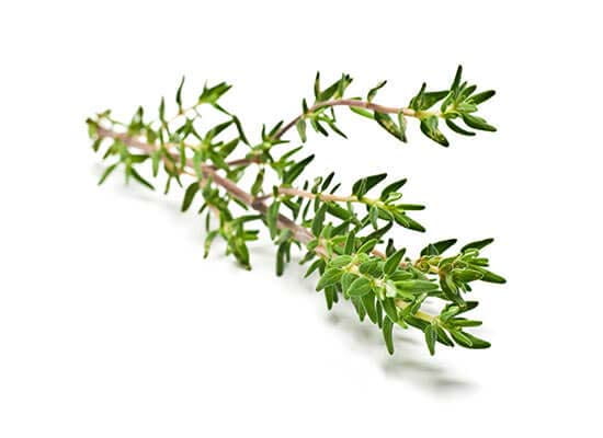 Thymian