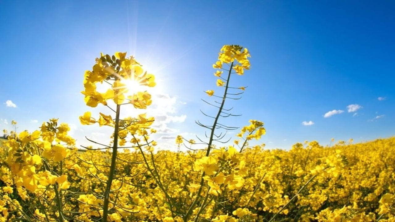 Article, Zrównoważony rozwój